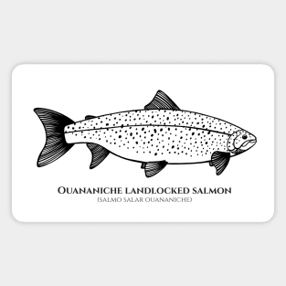 Landlocked Salmon with Common and Latin Names - fish design on white Magnet